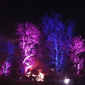 Der Kellenhusener Kurpark am Abend, die hohen Bäume werden farbig in verschiedenen Farrben angestrahlt